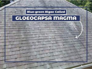 Blue-green algae called Gloeocapsa Magma